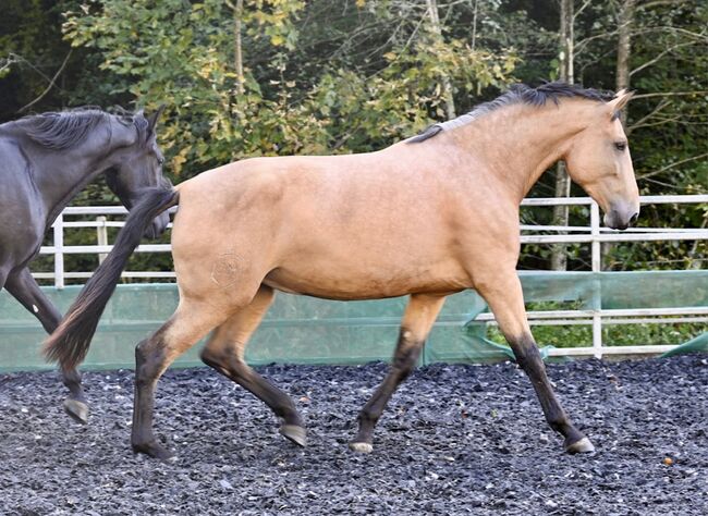 Silueta MAZ - PRE Pura Raza Espanola, Stute, 4.5 Jahre, Buckskin (Falbe), WOW Pferd  (WOW Pferd), Horses For Sale, Bayern - Attenkirchen, Image 3