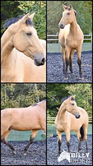 Silueta MAZ - PRE Pura Raza Espanola, Stute, 4.5 Jahre, Buckskin (Falbe), WOW Pferd  (WOW Pferd), Horses For Sale, Bayern - Attenkirchen, Image 7