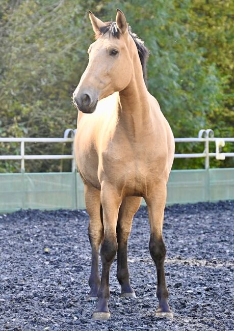 Silueta MAZ - PRE Pura Raza Espanola, Stute, 4.5 Jahre, Buckskin (Falbe), WOW Pferd  (WOW Pferd), Horses For Sale, Bayern - Attenkirchen, Image 4