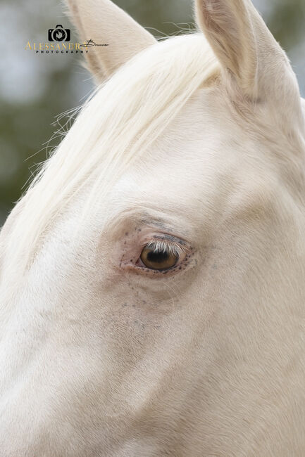 Silver Moonshine RR - American Quarter Horse, Wallach, 3.5 Jahre, Gold Champagne, WOW Pferd  (WOW Pferd), Horses For Sale, Bayern - Attenkirchen, Image 5