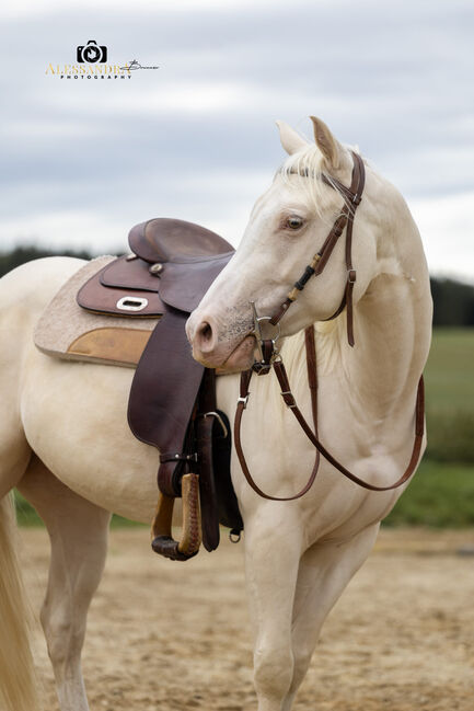 Silver Moonshine RR - American Quarter Horse, Wallach, 3.5 Jahre, Gold Champagne, WOW Pferd  (WOW Pferd), Horses For Sale, Bayern - Attenkirchen, Image 4