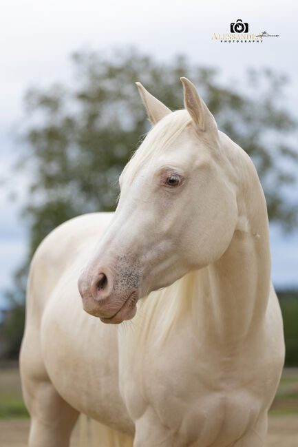 Silver Moonshine RR - American Quarter Horse, Wallach, 3.5 Jahre, Gold Champagne, WOW Pferd  (WOW Pferd), Horses For Sale, Bayern - Attenkirchen