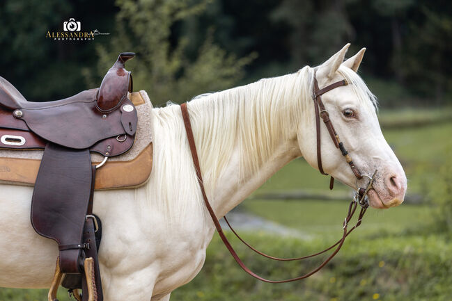 Silver Moonshine RR - American Quarter Horse, Wallach, 3.5 Jahre, Gold Champagne, WOW Pferd  (WOW Pferd), Horses For Sale, Bayern - Attenkirchen, Image 7