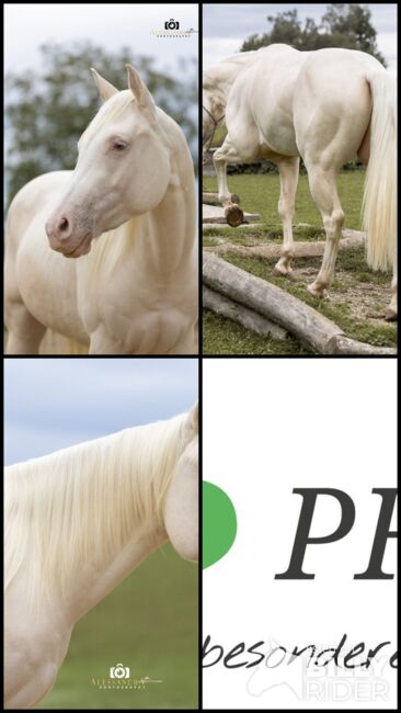 Silver Moonshine RR - American Quarter Horse, Wallach, 3.5 Jahre, Gold Champagne, WOW Pferd  (WOW Pferd), Horses For Sale, Bayern - Attenkirchen, Image 9