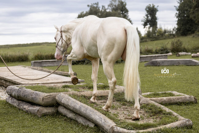 Silver Moonshine RR - American Quarter Horse, Wallach, 3.5 Jahre, Gold Champagne, WOW Pferd  (WOW Pferd), Pferd kaufen, Bayern - Attenkirchen, Abbildung 6