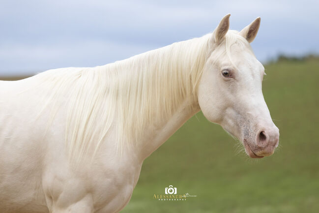 Silver Moonshine RR - American Quarter Horse, Wallach, 3.5 Jahre, Gold Champagne, WOW Pferd  (WOW Pferd), Pferd kaufen, Bayern - Attenkirchen, Abbildung 3