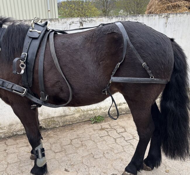 Einspännergeschirr Cob, Lea, Horse Harness, Adelebsen, Image 6