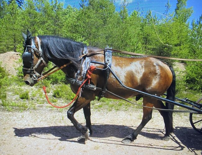 Einspänner Fahrgeschirr, Tanja Bruder, Horse Harness, Etival-Clairefontaine