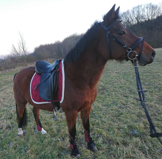 Dressursattel Stübben 17", Stübben, Janina Beilfuß, Siodła ujeżdżeniowe, Ahrensbök, Image 3