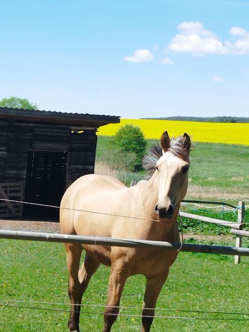 Sioux Deutsches WARMBLUT in SONDERLACKIERUNG Goldglänzener Goldfalbe, Sioux, Konie na sprzedaż, Neustadt/Orla