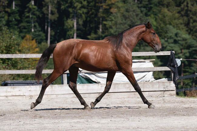 SIRIUS 3,5-jähriger Lusitano-Wallach, Katharina Schori, Horses For Sale, Thusis, Image 3