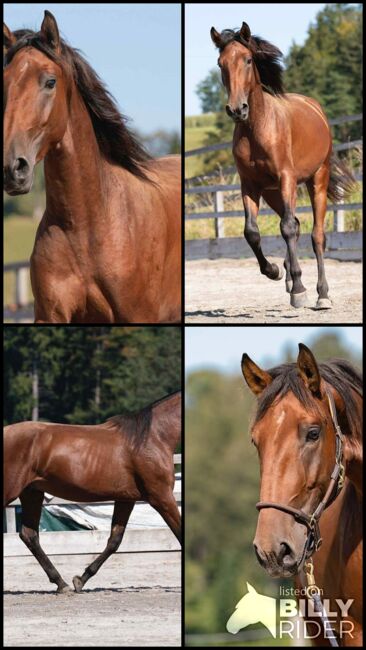 SIRIUS 3,5-jähriger Lusitano-Wallach, Katharina Schori, Konie na sprzedaż, Thusis, Image 6