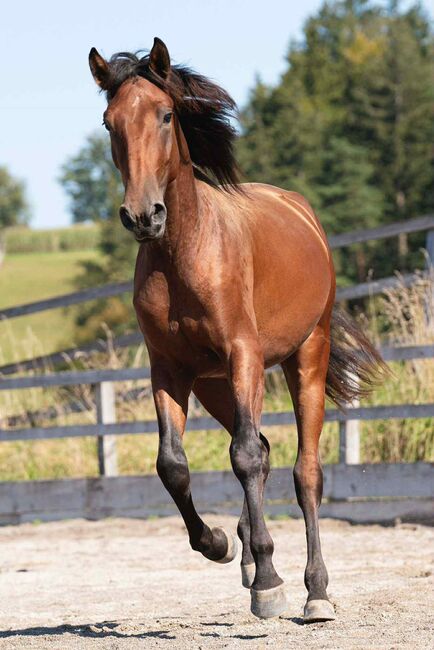 SIRIUS 3,5-jähriger Lusitano-Wallach, Katharina Schori, Horses For Sale, Thusis, Image 5