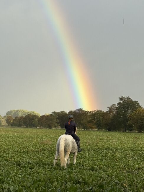 Schimmelstute Warmblut, Patty , Konie na sprzedaż, Heringen/Helme, Image 3