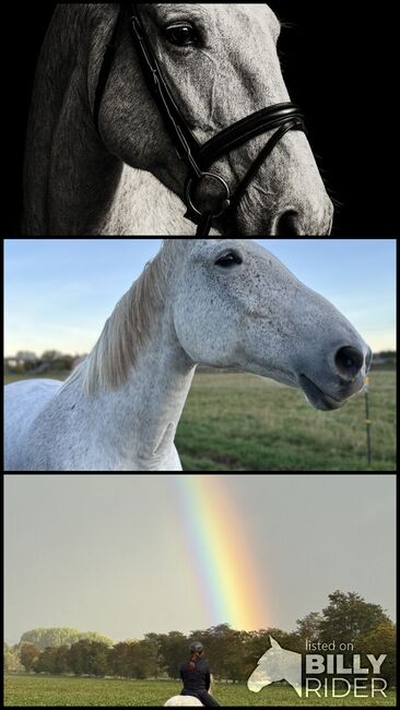 Schimmelstute Warmblut, Patty , Konie na sprzedaż, Heringen/Helme, Image 4
