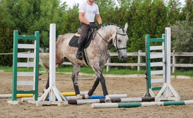 Springt pferd, Georgina, Konie na sprzedaż, Szentes, Image 8