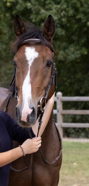 Springpaard, Roxanne verschaeren , Konie na sprzedaż, Wommelgem