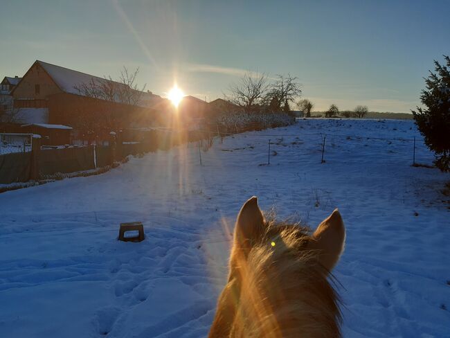 Pflege- (ggf auch Reit-)beteiligung an Ponys, ponymausi, Horse Sharing, Naumburg, Image 3