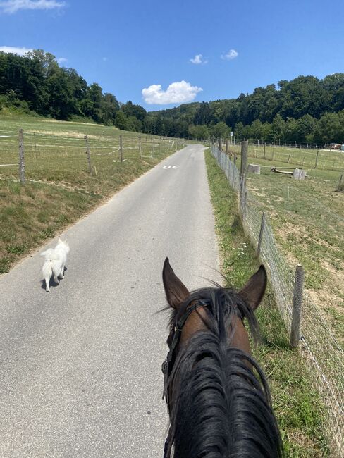 Kopfklares springbetontes 3.5 jähriges Ausnahme Nachwuchspferd, Nic, Konie na sprzedaż, Bregenz , Image 5