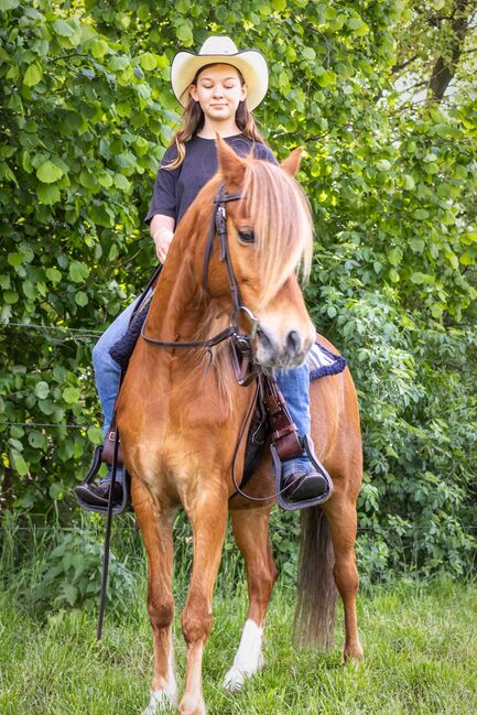 Schulpony sucht Aufgabe, Katharina Lehmann (Pferdevermittlung Leus), Horses For Sale, Geeste-Dahlum, Image 2