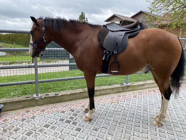 VSS Lederbaum-Sattel, Equihood El Primo, Conny CD., Siodła wszechstronne, Diepoltsdorf