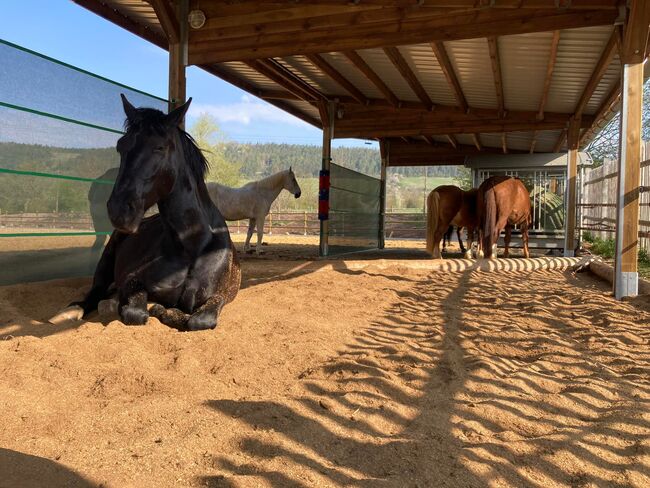 Unterstand für Pferde TOP - Offenstall bauen, Pferdeunterstand, Weideunterstand, Weidehütte pferd, AUSSENBOXEN Pferdeunterstand - Weideunterstand - Unterstand / Offenstall bauen, AUSSENBOXEN (AUSSENBOXEN), Horse Shelters & Tents, Wałcz, Image 15