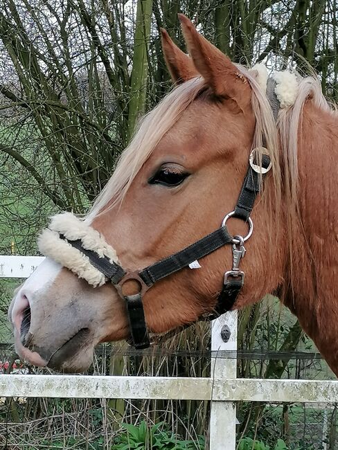 Auffälliger Youngster mit Potential, Andrea Iselt , Horses For Sale, Radevormwald, Image 2