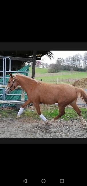 Auffälliger Youngster mit Potential, Andrea Iselt , Horses For Sale, Radevormwald, Image 5
