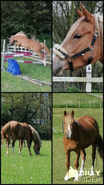 Auffälliger Youngster mit Potential, Andrea Iselt , Horses For Sale, Radevormwald, Image 8