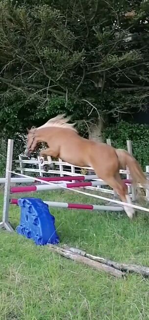 Auffälliger Youngster mit Potential, Andrea Iselt , Horses For Sale, Radevormwald