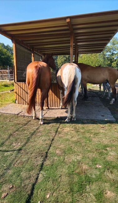 Nur noch 1 Offenstallplatz frei reine Wallachgruppe, Offenstall, Jule, Horse Stables, Petershagen , Image 5