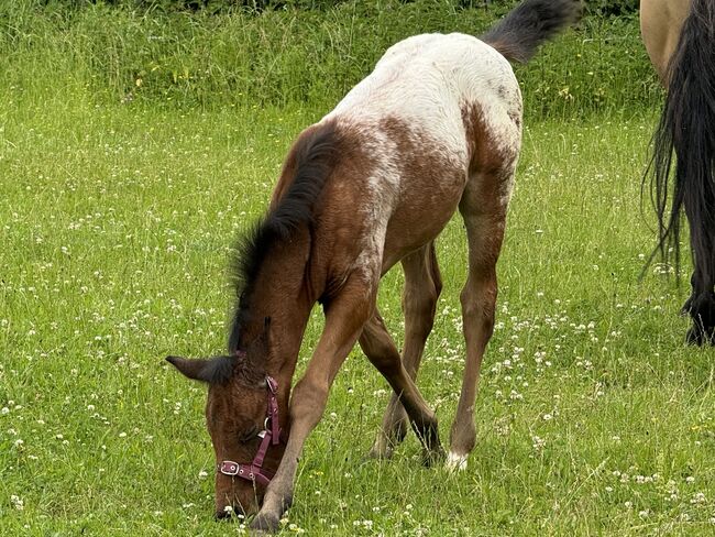 Schickes Quarter Pony Hengst Fohlen, Petra, Horses For Sale, Ansbach, Image 4