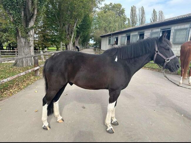 Süsses Scheck Pony, saskia frey, Konie na sprzedaż, Zuzgen, Image 3