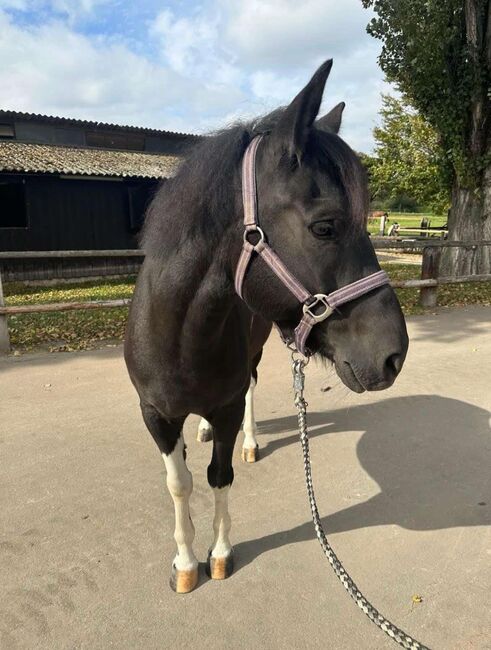 Süsses Scheck Pony, saskia frey, Konie na sprzedaż, Zuzgen, Image 2