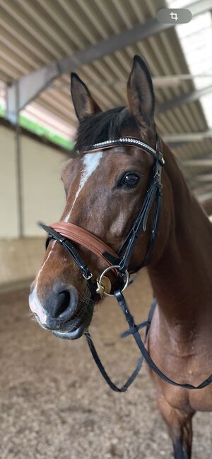 Trense WB bicolor, Andrea Kaiser, Bridles & Headstalls, Neuburg an der Donau 