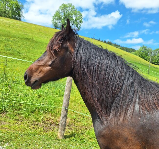 Kleine, feine Bardigiano Stute zu verkaufen, Melanie Gomm (s' Reiterhöfle), Horses For Sale, Oberstaufen, Image 2