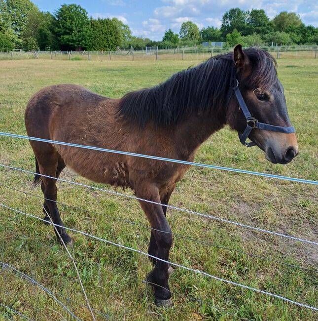 Kleinpferd 1,5jährig, TH, Horses For Sale, Treuenbrietzen, Image 3