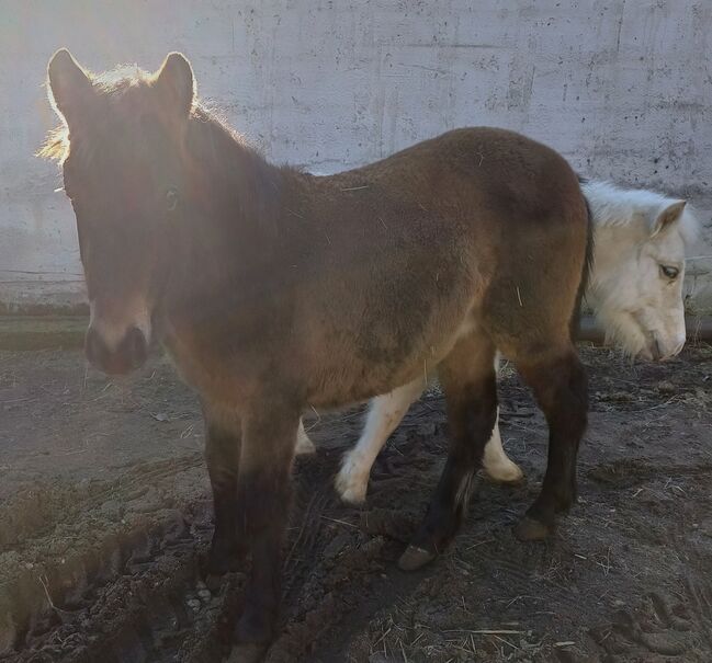 Kleinpferd 1,5jährig, TH, Horses For Sale, Treuenbrietzen, Image 8