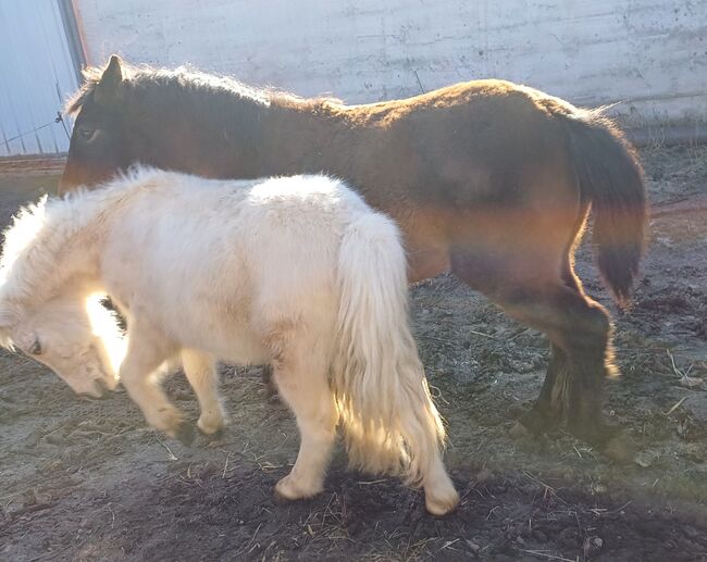 Kleinpferd 1,5jährig, TH, Horses For Sale, Treuenbrietzen, Image 10