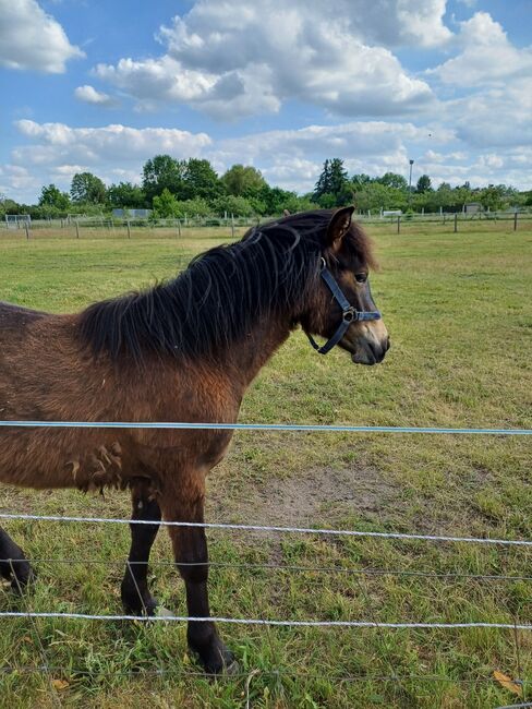 Kleinpferd 1,5jährig, TH, Horses For Sale, Treuenbrietzen, Image 2