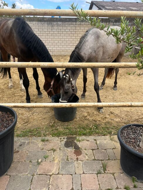 Verkaufe kleinpferd, Daniela Müller , Horses For Sale, Hochstadt 
