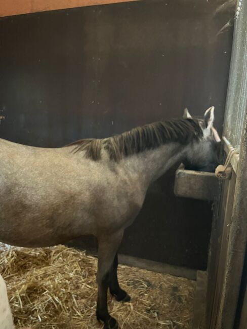 Verkaufe kleinpferd, Daniela Müller , Horses For Sale, Hochstadt , Image 5