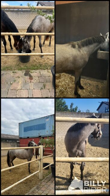 Verkaufe kleinpferd, Daniela Müller , Horses For Sale, Hochstadt , Image 6