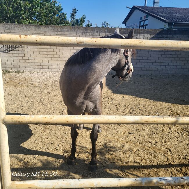 Verkaufe kleinpferd, Daniela Müller , Horses For Sale, Hochstadt , Image 3