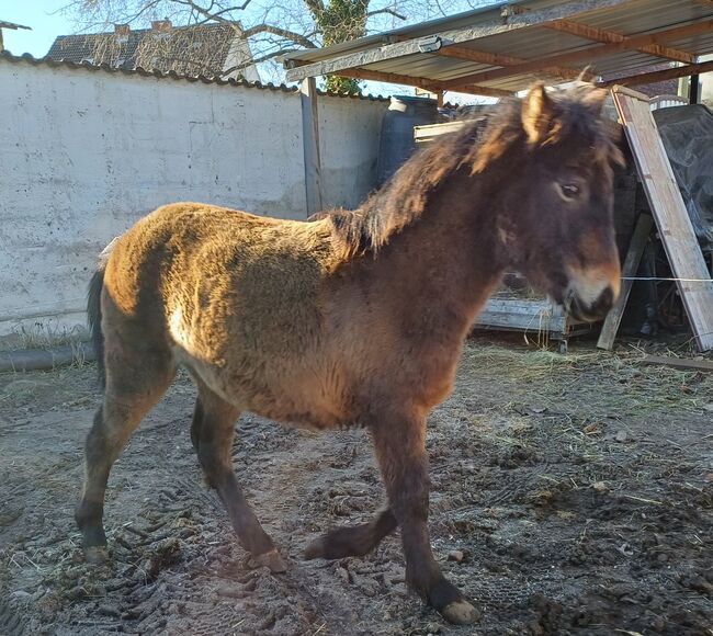 Kleinpferd, stabiles Hengstfohlen, TH, Horses For Sale, Treuenbrietzen, Image 2