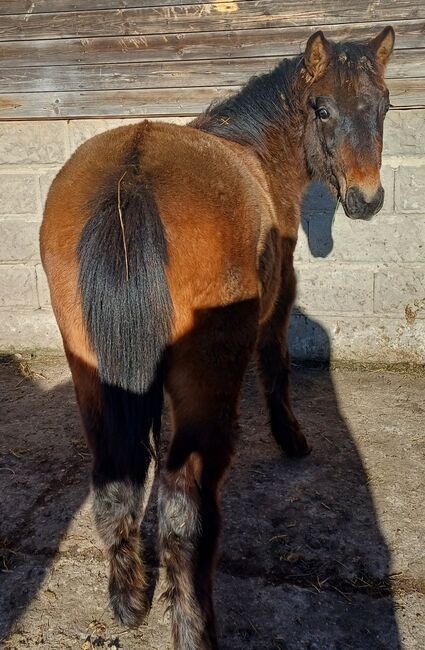 Kleinpferd, stabiles Hengstfohlen, TH, Horses For Sale, Treuenbrietzen, Image 3