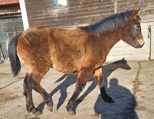 Kleinpferd, stabiles Hengstfohlen, TH, Horses For Sale, Treuenbrietzen, Image 5