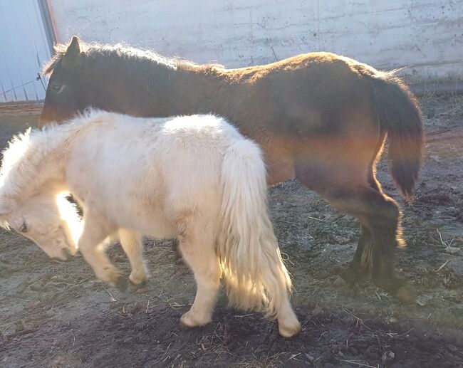 Kleinpferd, stabiles Hengstfohlen, TH, Horses For Sale, Treuenbrietzen, Image 8