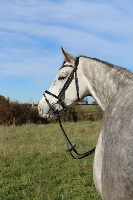 Kleine Stute mit großem Vermögen, Yvonne, Horses For Sale, Reinstorf