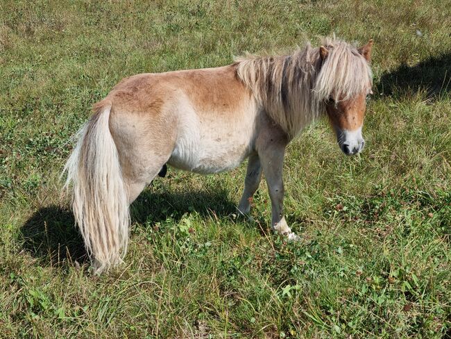 Kleines Mini Hengstfohlen Mushroom, Nadine  (Shettyzucht Frechdachs ), Horses For Sale, Heringen